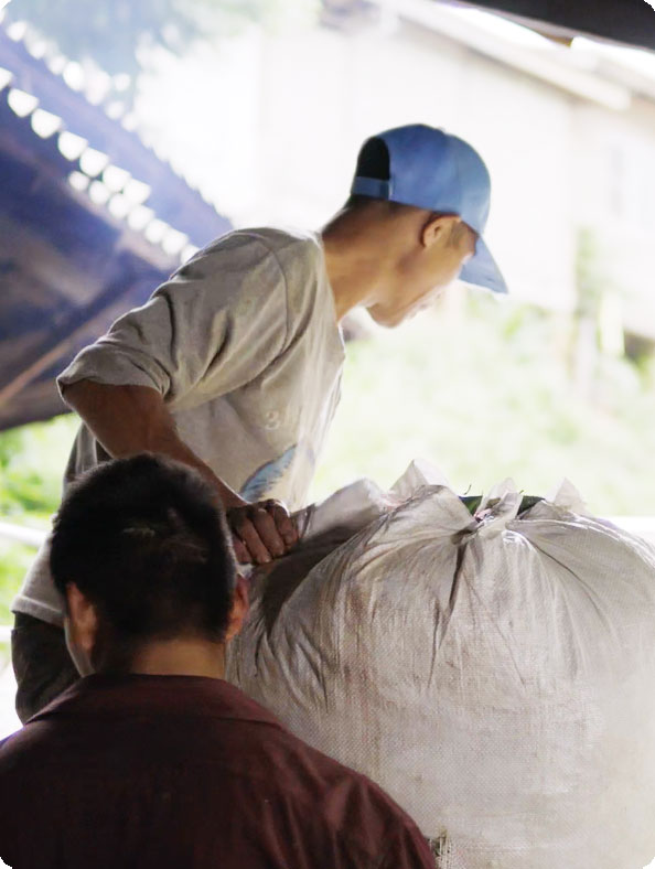 สุดยอดใบชาคุณภาพจาก bluemocha เกี่ยวกับบลูมอคค่า