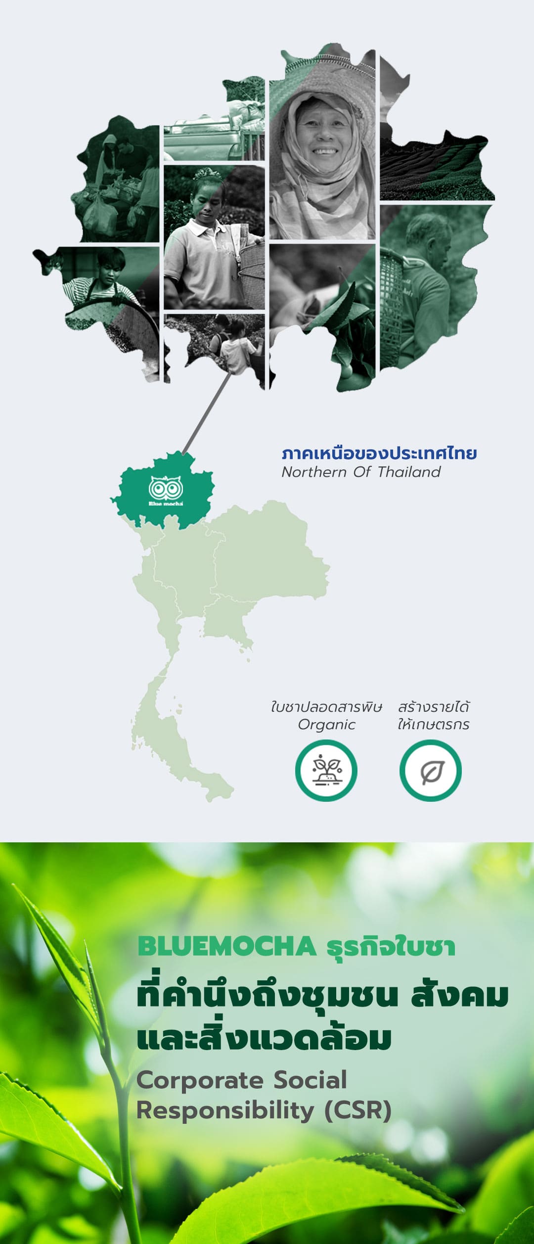 ใบชาปลอดสารพิษ ใบชาส่งออก จัดส่งออกใบชาไปต่างประเทศ เกี่ยวกับบลูมอคค่า