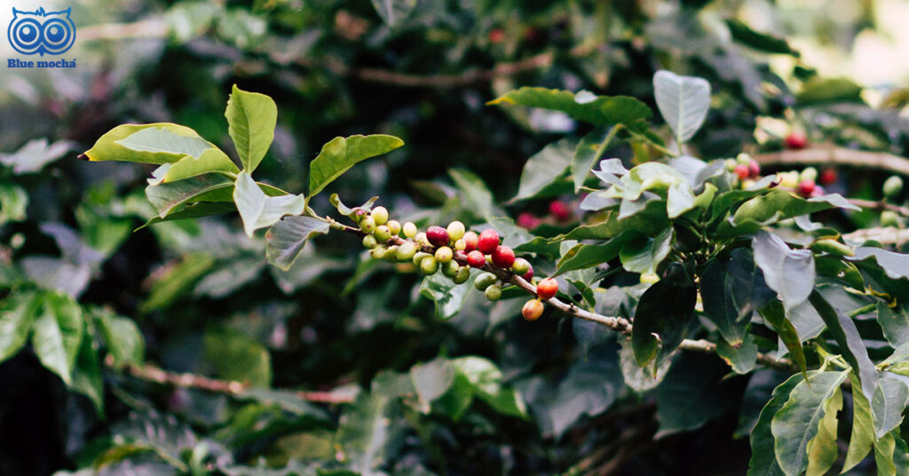 5 สายพันธุ์เมล็ดกาแฟ ยอดนิยมแห่งปี 2025 ค้นพบรสชาติอันหลากหลาย พร้อมเคล็ดลับการเลือกเมล็ดกาแฟ และวิธีชงกาแฟเบื้องต้นสำหรับมือใหม่ อ่านเลย !