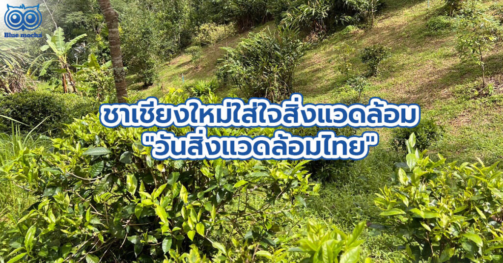 4 ธันวาคม วันสิ่งแวดล้อมไทย ร่วมอนุรักษ์สิ่งแวดล้อมไปกับ Bluemocha โรงงานผลิตชาเชียงใหม่ ใส่ใจสิ่งแวดล้อม ส่งต่อโลกที่ดีกว่าให้คนรุ่นต่อไป !