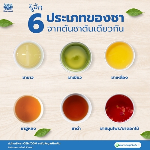 รวม 10 ใบชายอดนิยม ที่ทุกร้านกาแฟต้องมี ค้นพบเบสชาที่ดีที่สุดสำหรับเมนูชาไทย ชาเขียวนม ชานมไข่มุก เพื่อสร้างกำไรให้ธุรกิจของคุณ